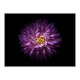 Backyard Flowers 20 Color Version (Print Only) thumbnail
