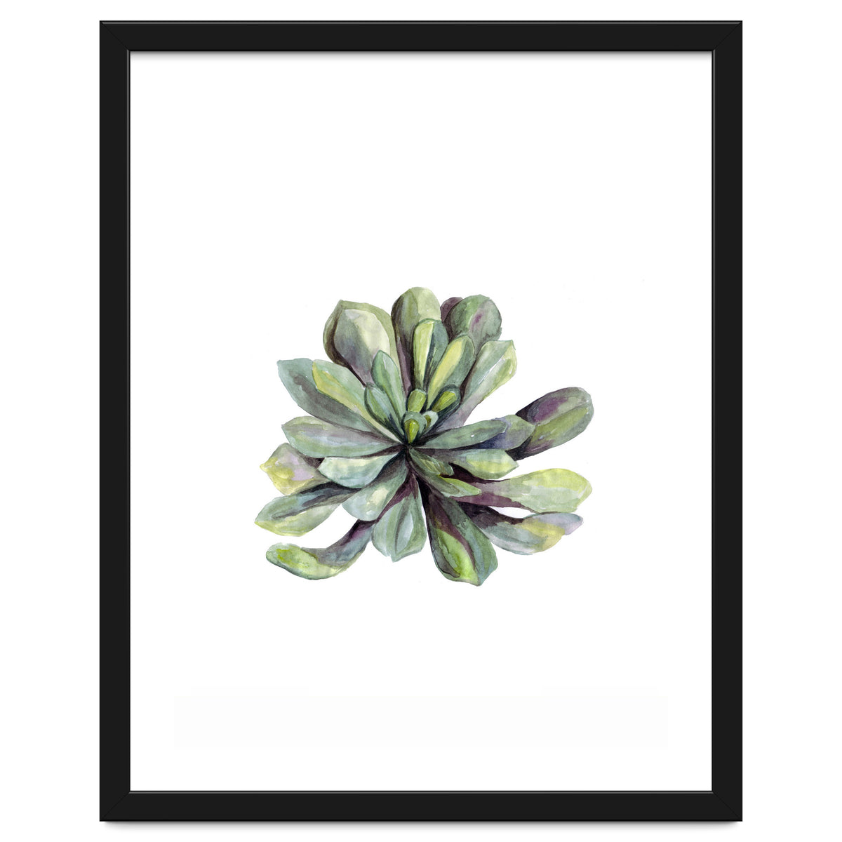 Botanical Illustration Succulent
