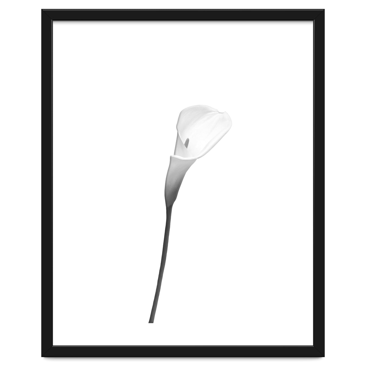 Calla | bright design