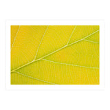 Autumn Leaf (Print Only) thumbnail