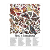 Moths of North America  (Print Only) thumbnail