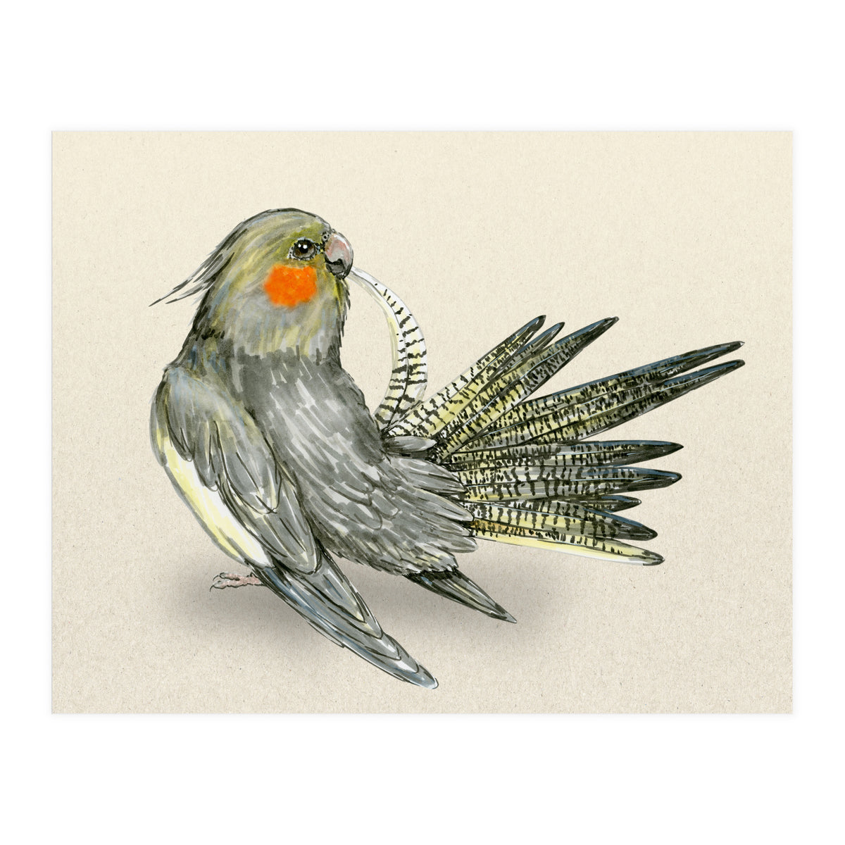 Preening cockatiel (Print Only)