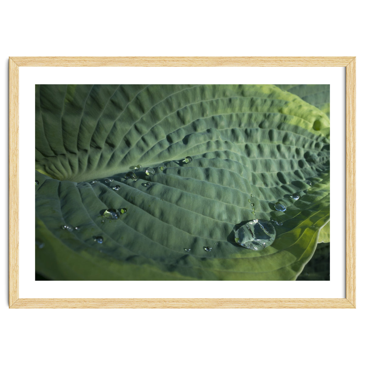 Hosta With Raindrops