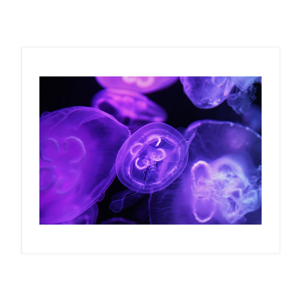 Jellyfish (Print Only)