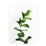 Eucalyptus (Print Only) thumbnail