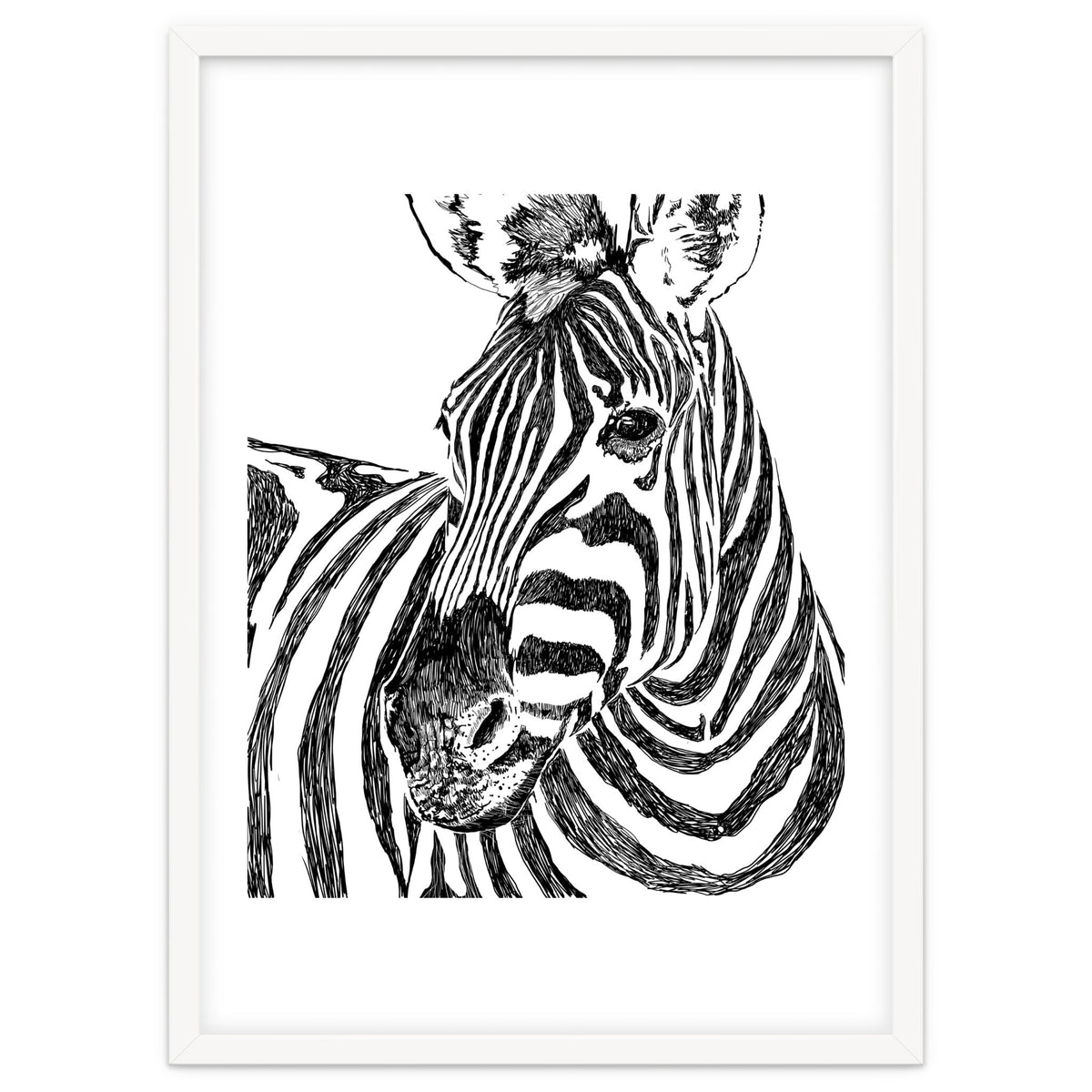 Zebra