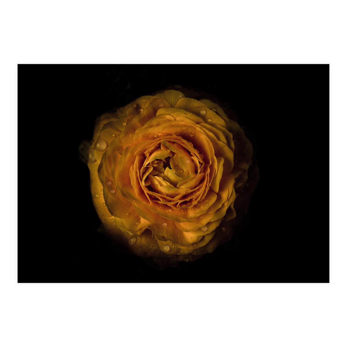 Backyard Flowers No 73 Color Version (Print Only)