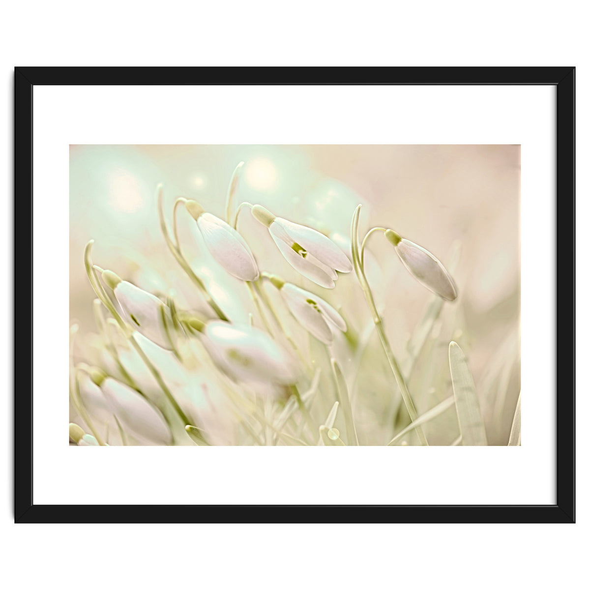 Enchanting Snowdrops