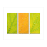 Autumn Leaves (Print Only) thumbnail