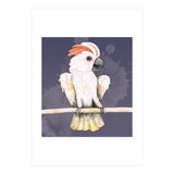 Salmon-crested cockatoo (Print Only) thumbnail