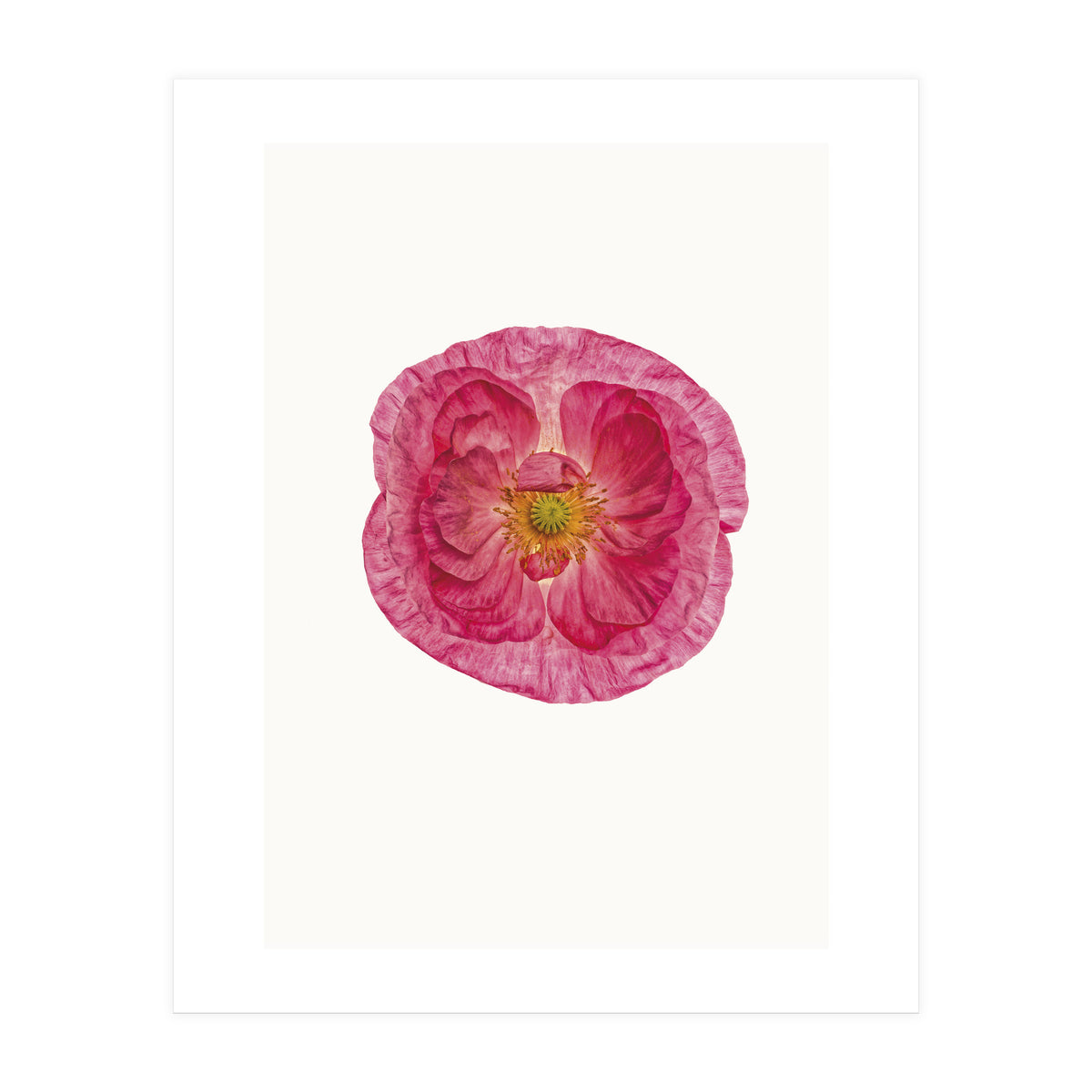 Cc Poppy 01 (Print Only)