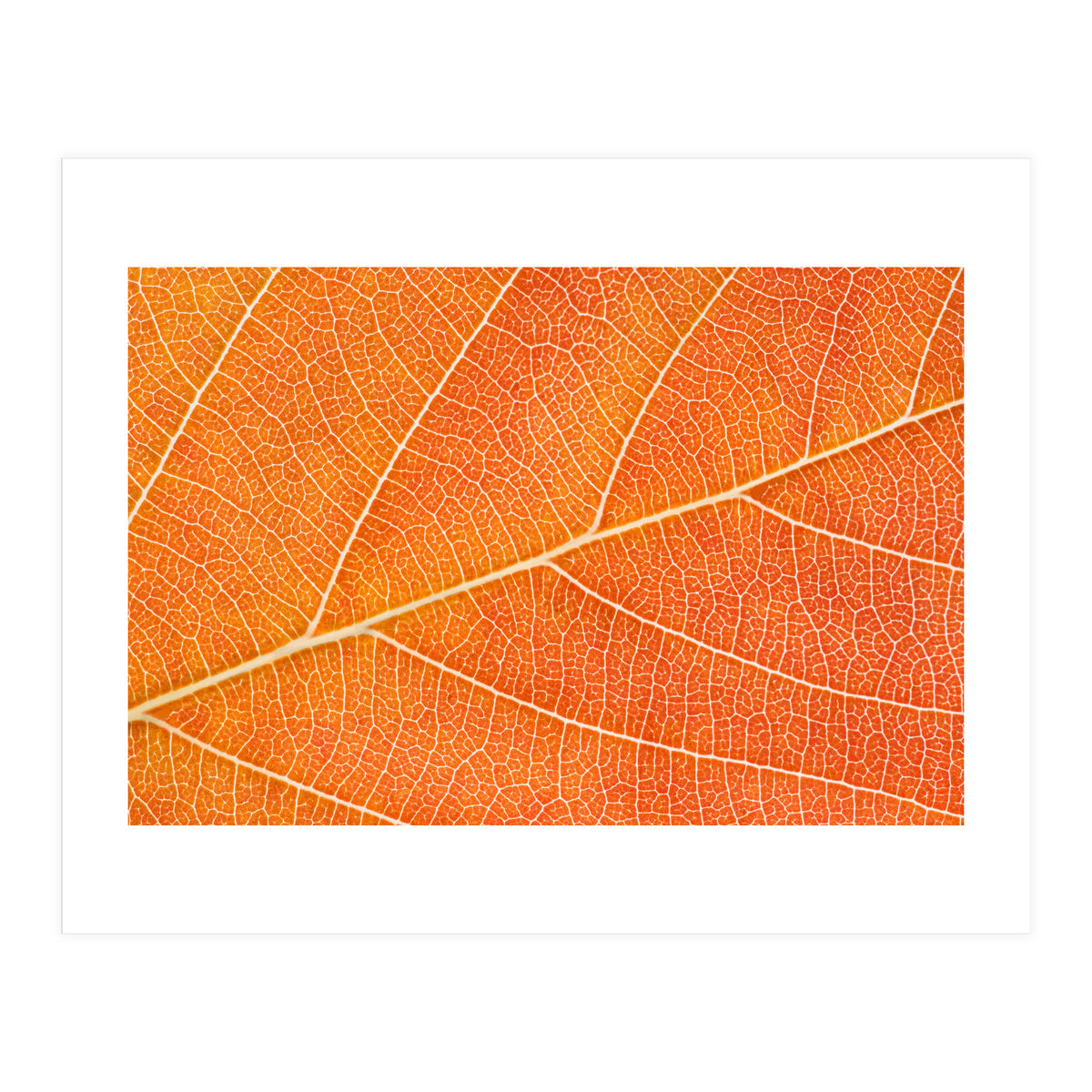 Autumn Leaf (Print Only)
