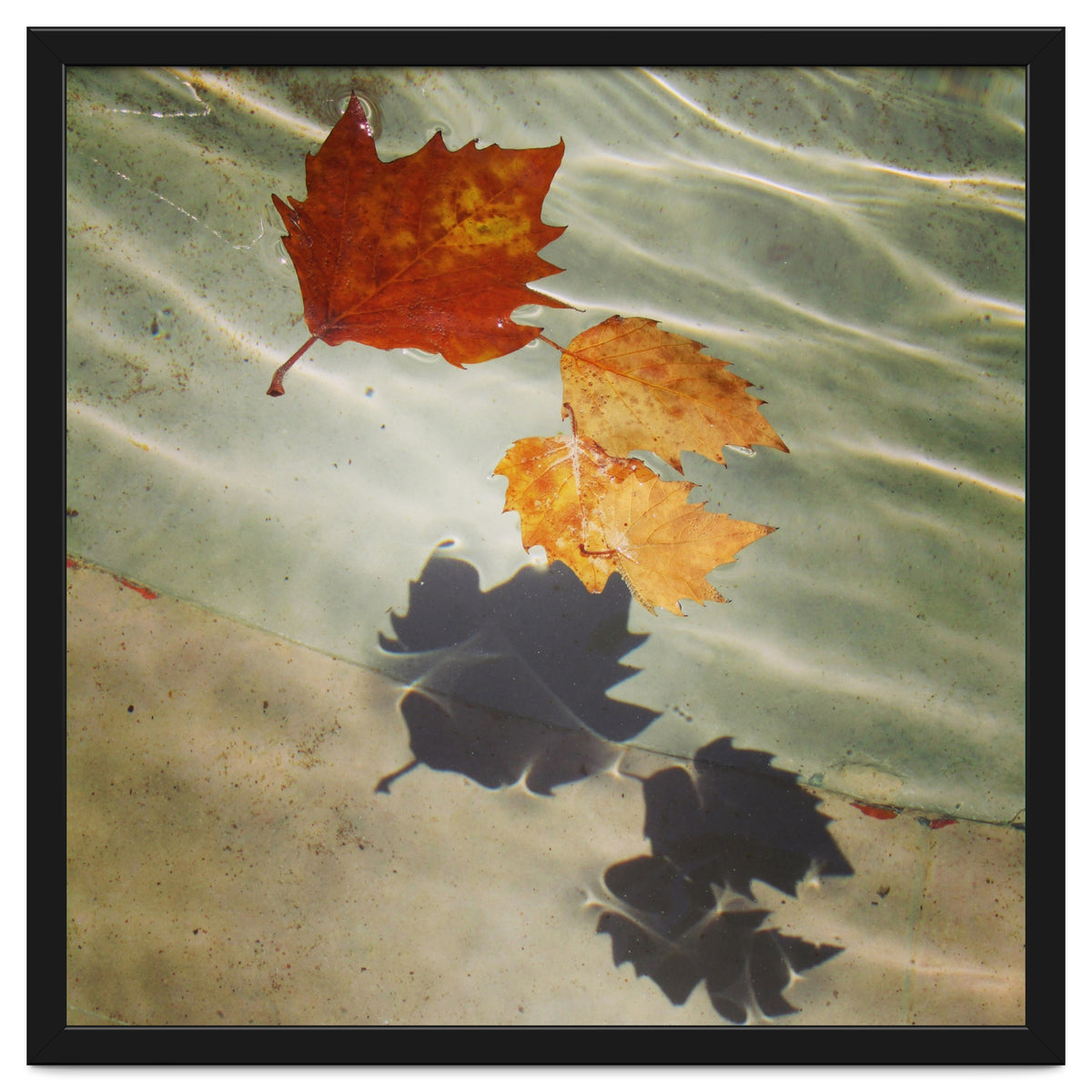 Floating leaves