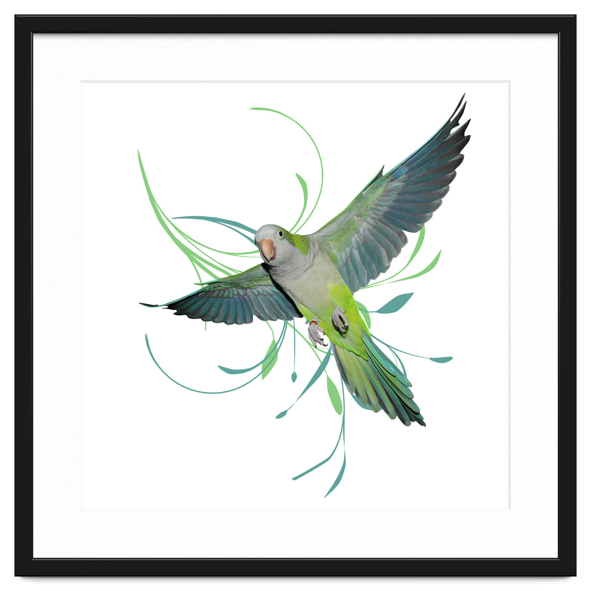 Flying quaker parrot