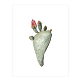 Botanical Illustration Cactus Flowers (Print Only) thumbnail
