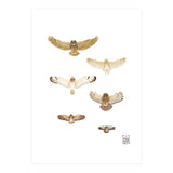 Typical owls & Barn owl (Print Only) thumbnail