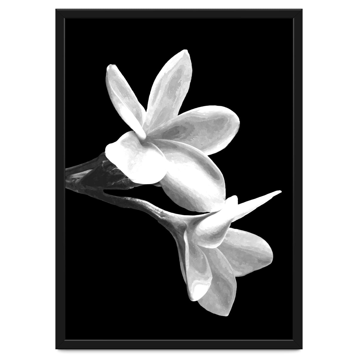 Black and White Flowers