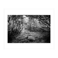 Undergrowth in black and white (Print Only)