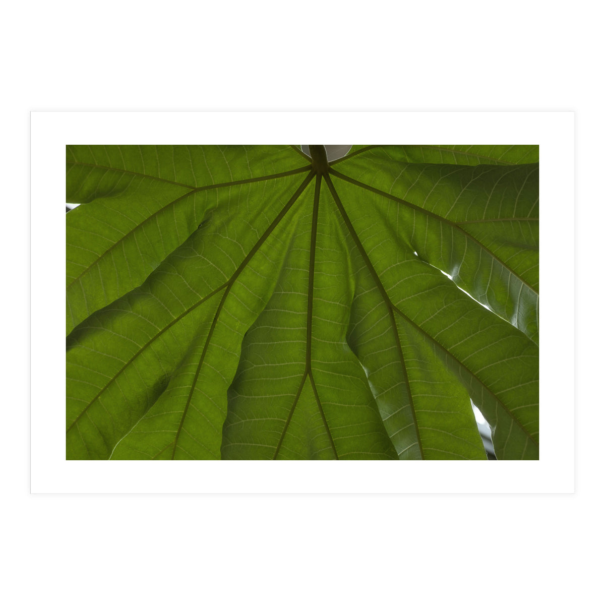 Hothouse (Print Only)