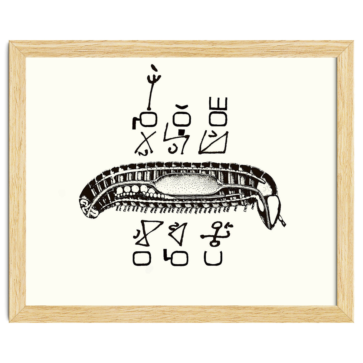 Diplopod David Felix