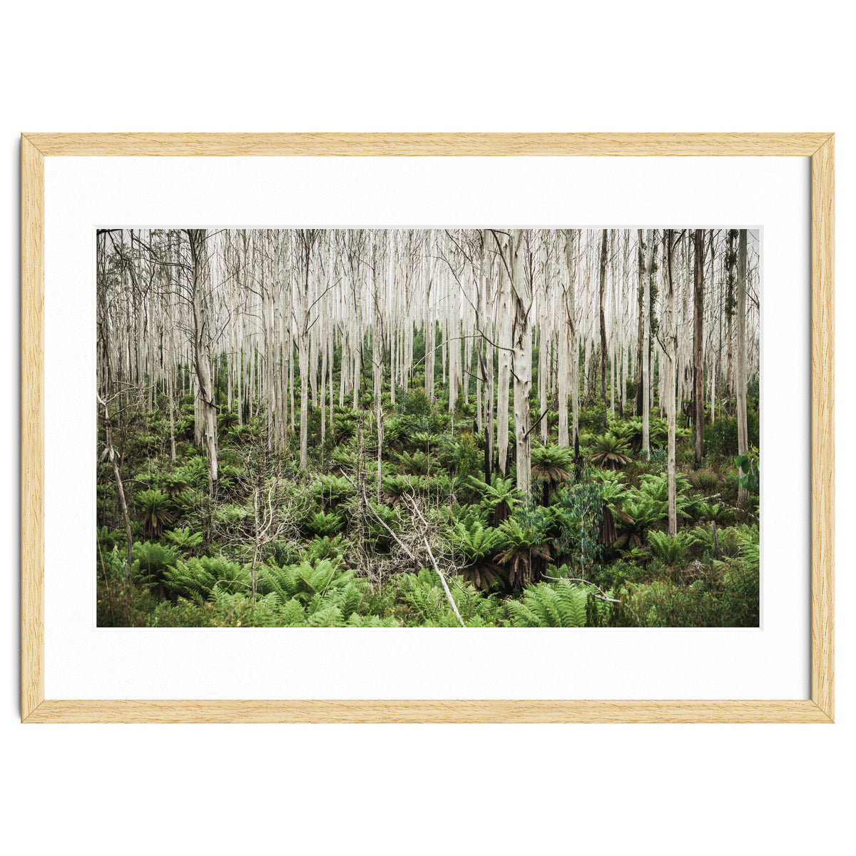 Forest After The Fire