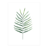 Botanical Illustration Fern (Print Only) thumbnail