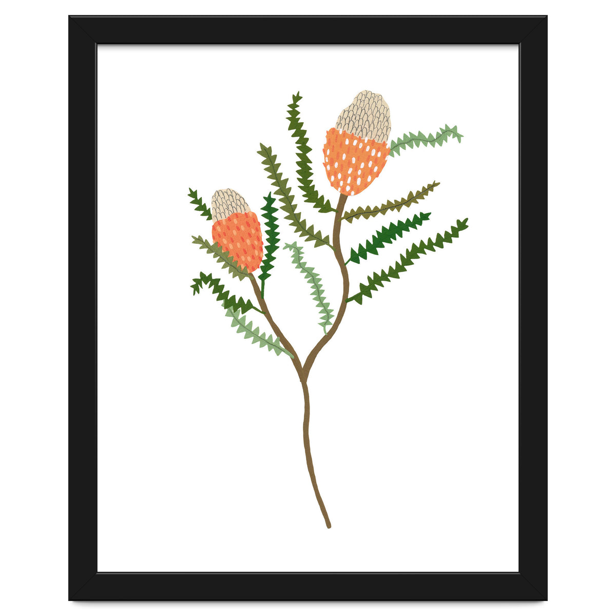 Banksia Flowers