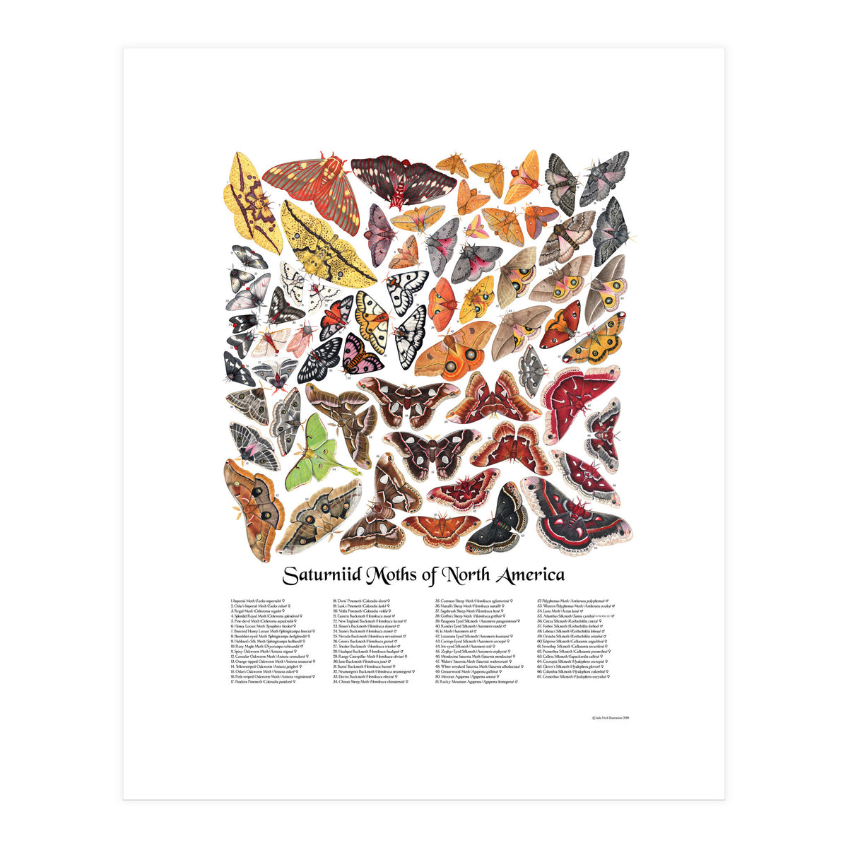 Saturniid Moths of North America (Print Only)