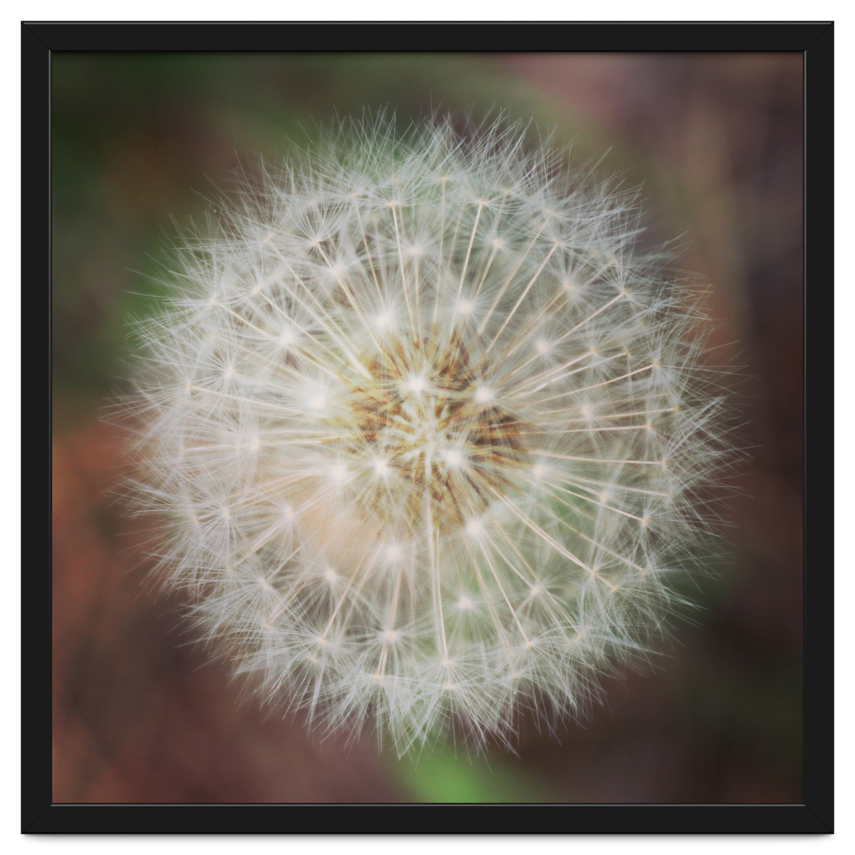 dandelion clock