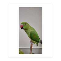 Beautiful Indian Parakeet (Print Only)