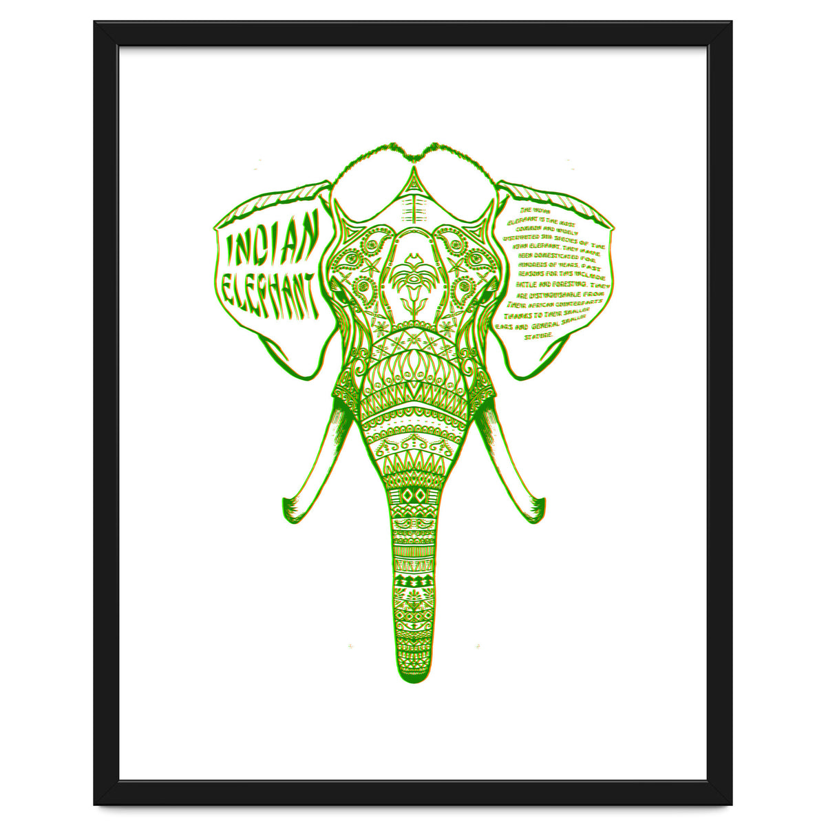 Indian Elephant