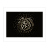 Backyard Flowers No 100 Sepia Version (Print Only) thumbnail