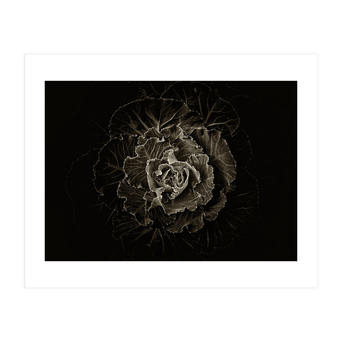 Backyard Flowers No 100 Sepia Version (Print Only)