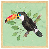 Toco toucan