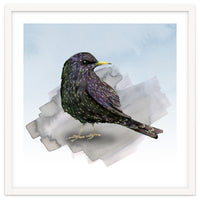 A watercolor drawing of a starling