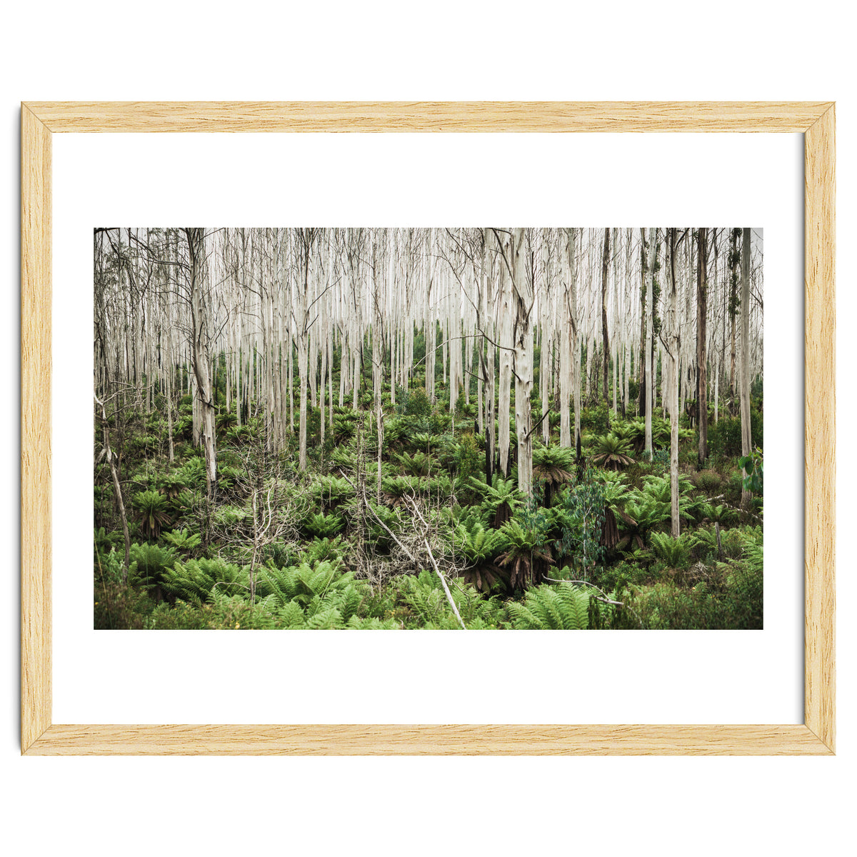 Forest After The Fire