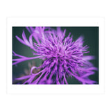 Amethyst (Print Only) thumbnail