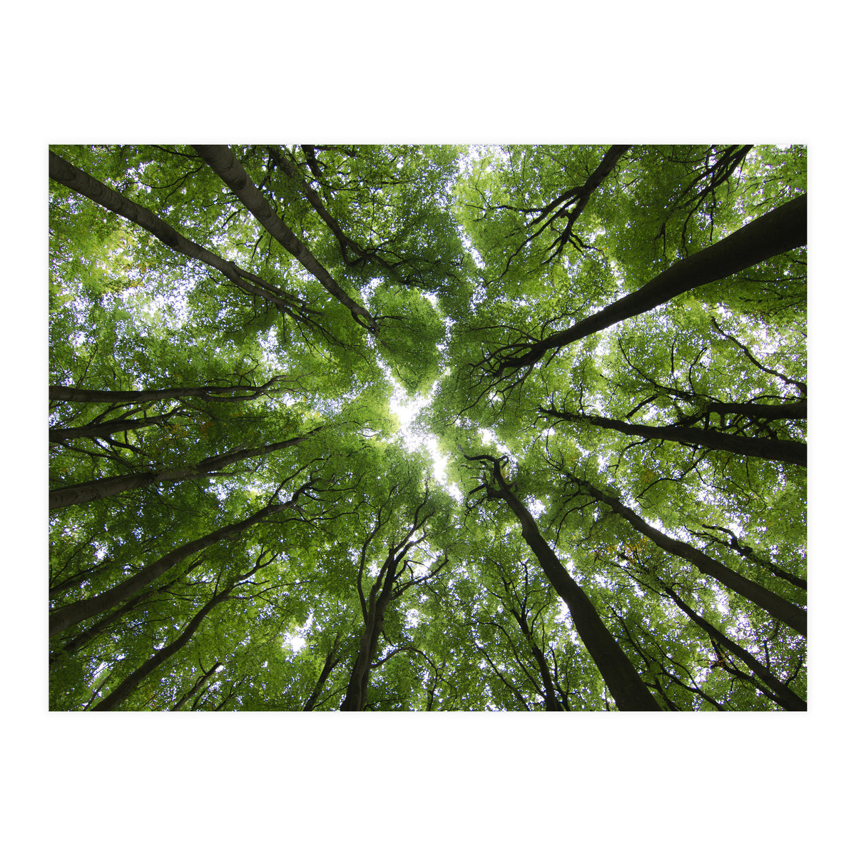 Beechwood (Print Only)