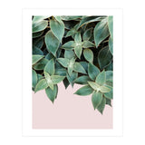pianta pink (Print Only) thumbnail