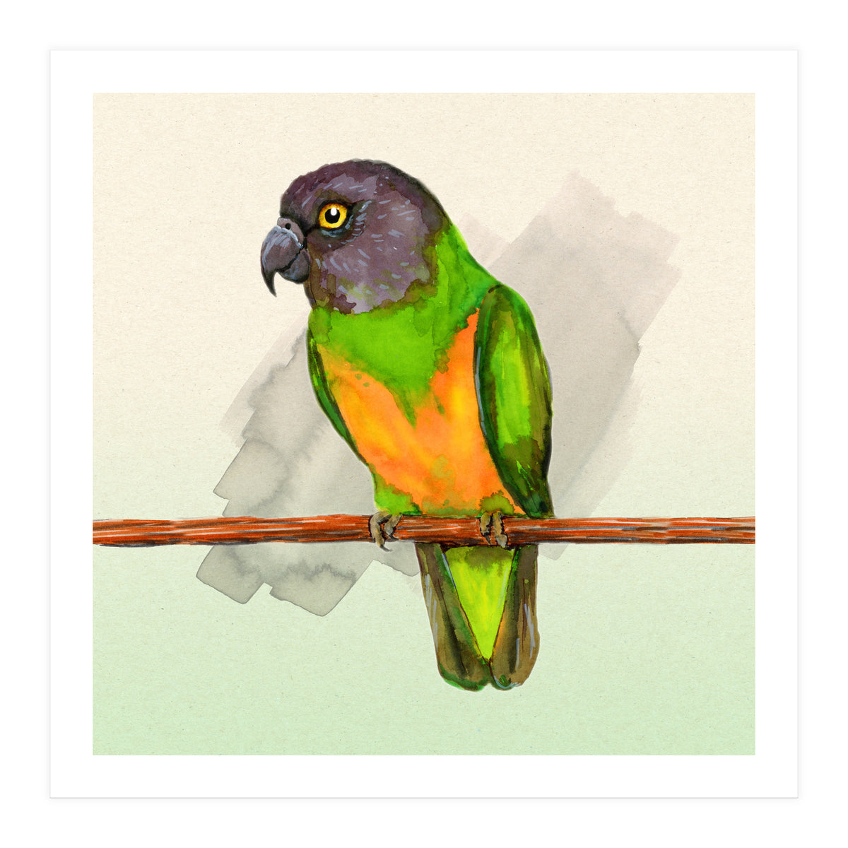 Senegal parrot watercolor (Print Only)