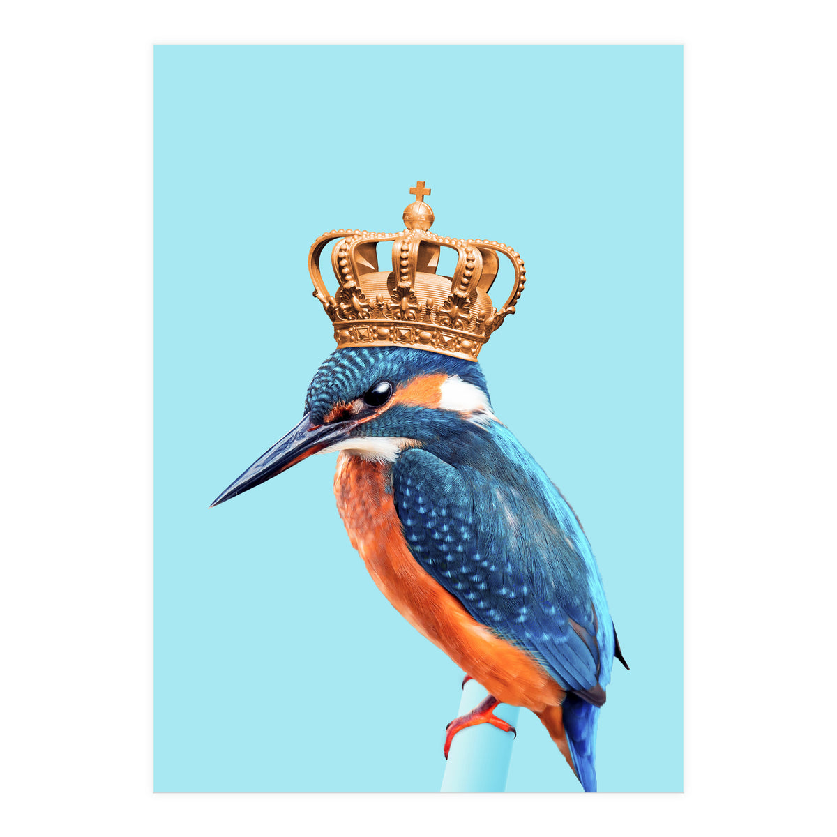 Kingfisher (Print Only)