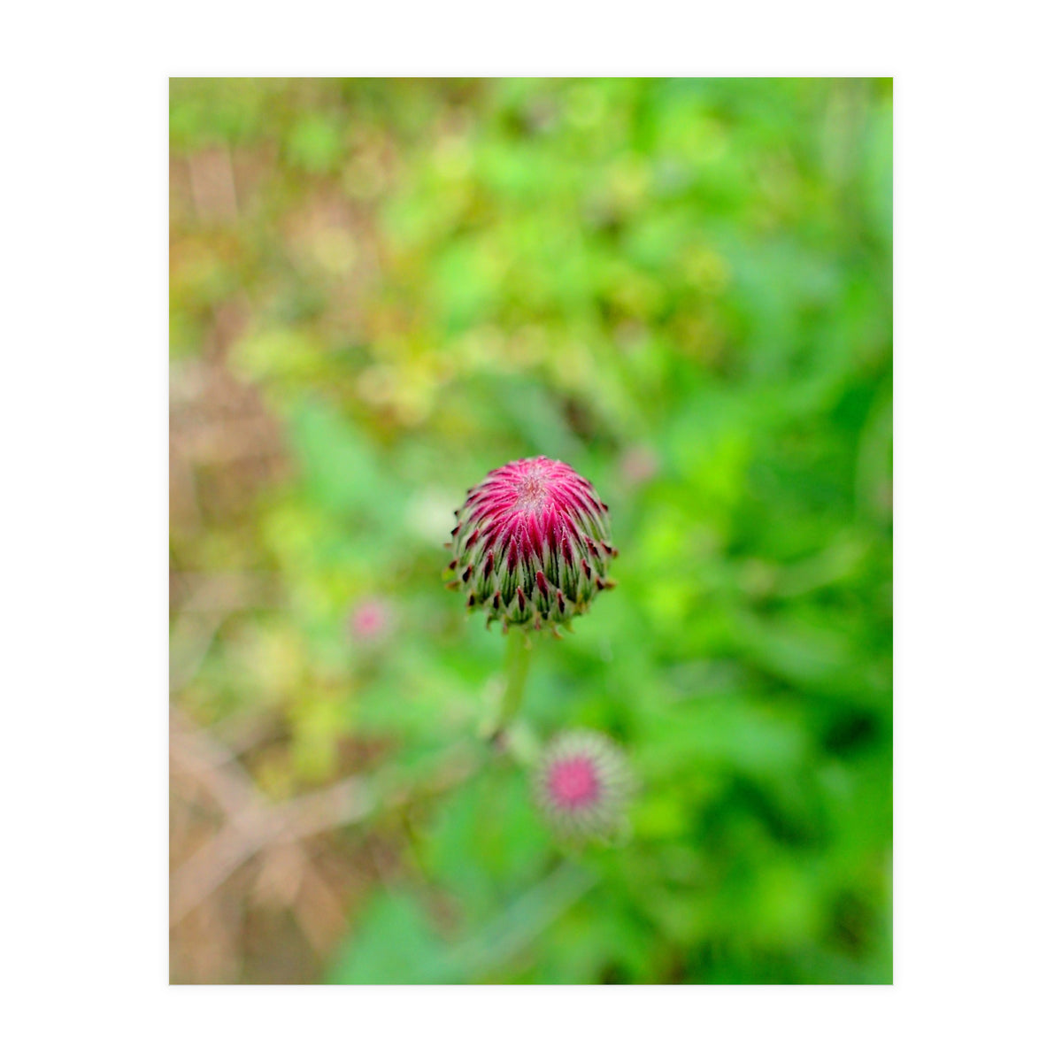 Eye Bud (Print Only)