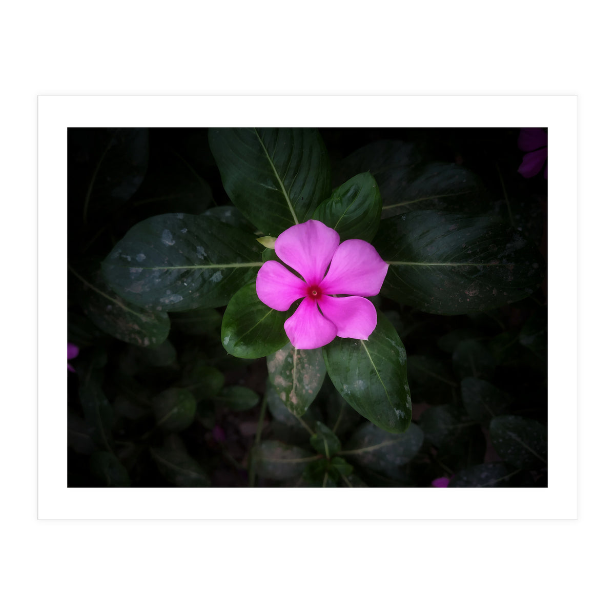 Floral vibes (Print Only)