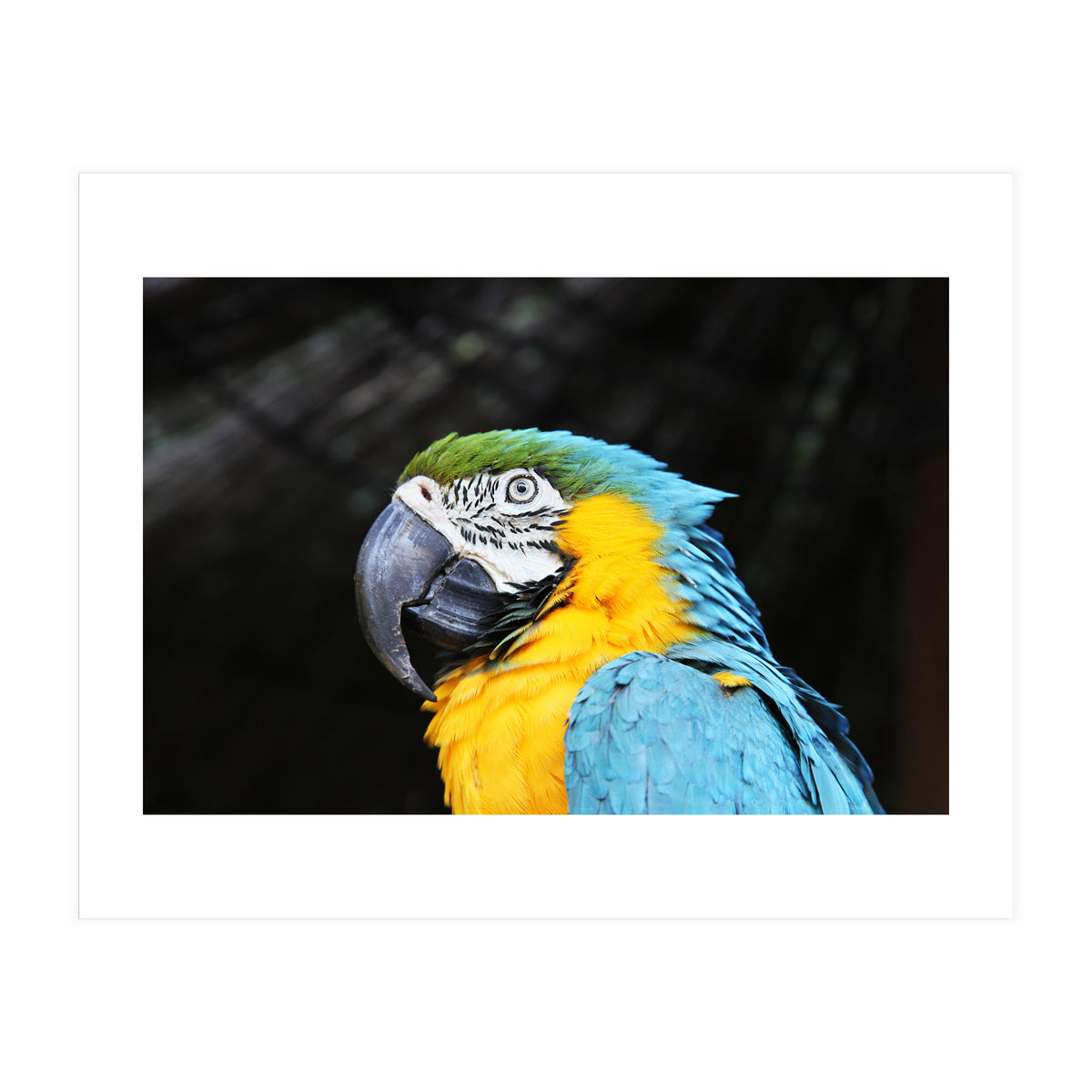 Parrot (Print Only)