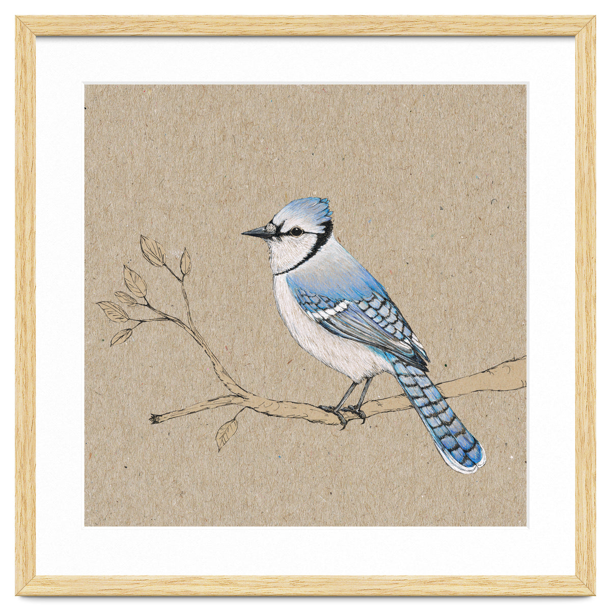 Blue jay