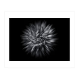 Backyard Flowers In Black And White 20 Flow Version (Print Only) thumbnail