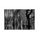 Weeping Willow (Print Only) thumbnail