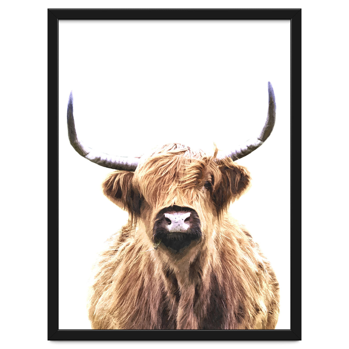 Highland Cow Portrait