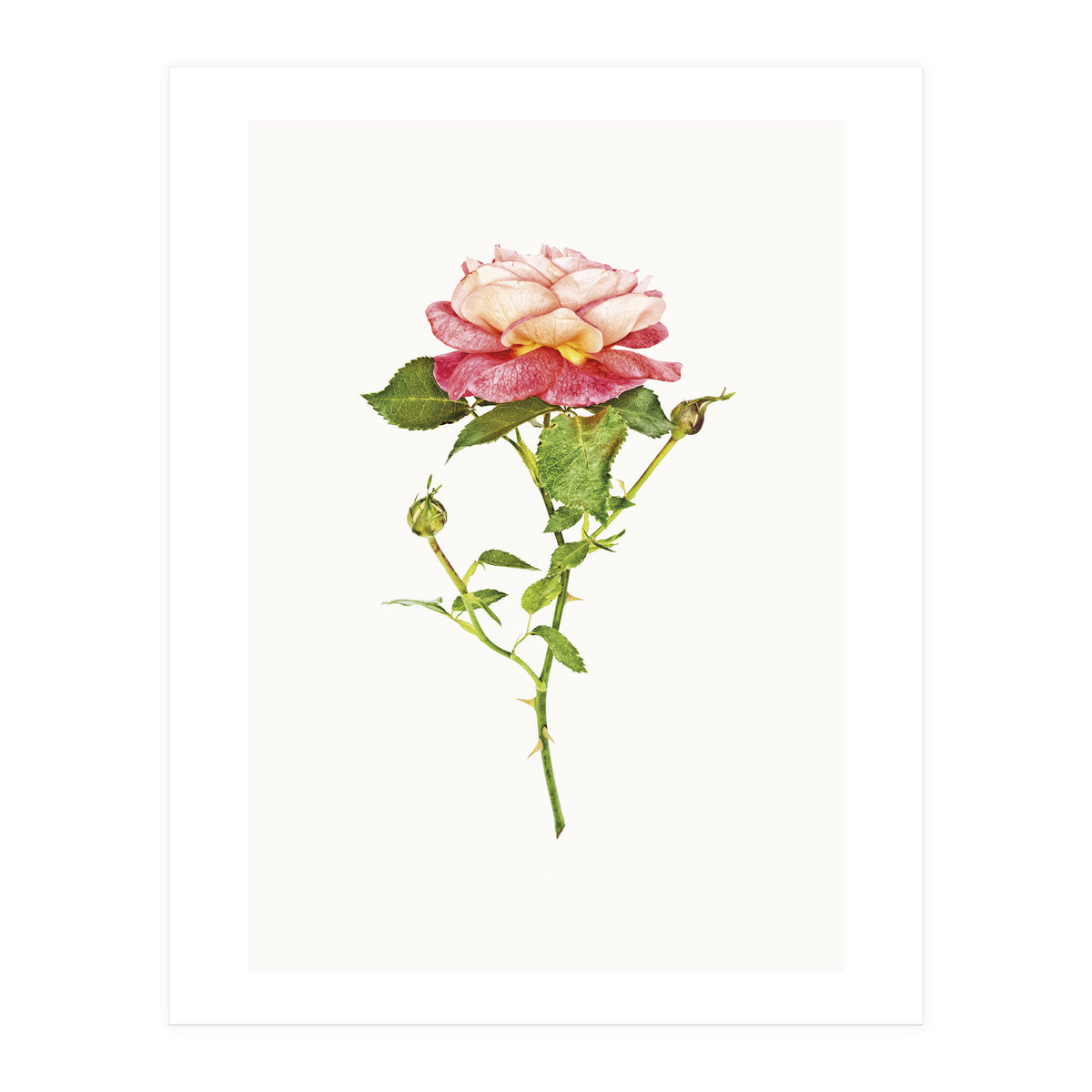 Cc Roses 03 (Print Only)