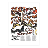 Maine Butterflies Chart (Print Only) thumbnail